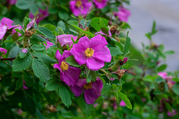 
Blooming rosehip on a natural background