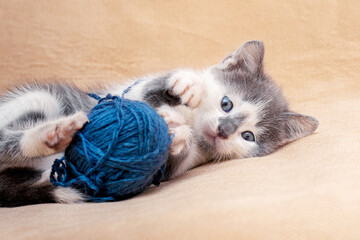 Fototapeta na wymiar A small kitten plays with a ball of blue threads