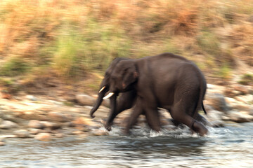 Fototapeta na wymiar Asiatic elephants crossing the Ramganga river at Jim Corbett Wildlife National park, a motion blur effect