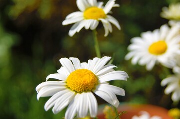Fototapeta premium Oxeye Daisies (Leucanthemum vulgare).