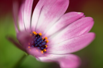 Pink flower with orange stamens inside, partly in soft focus, macro, blurred background 