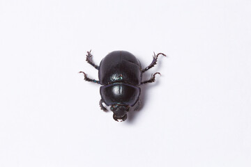 Gemeiner Mistkäfer Draufsicht von oben isoliert auf weißem Hintergrund, Geotrupes stercorarius