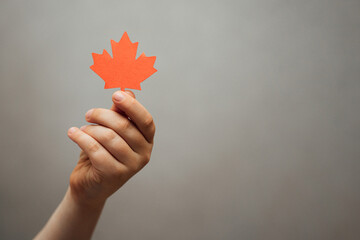 Maple leaf in children's hands on a gray background is a place for text. Canada Day