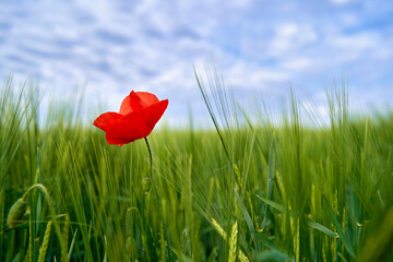 Poppyflower green meadow under blue sky with clouds