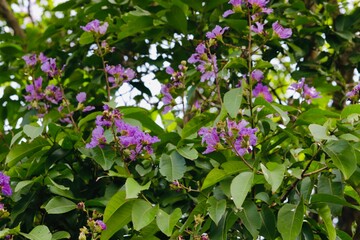 purple flowers in the garden