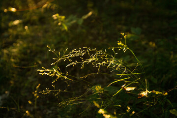 Mountain Plants Growing in Forest Illuminated by Sunset Magic Hour Light