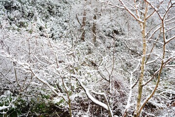 Winter Forest with Snow Background.
