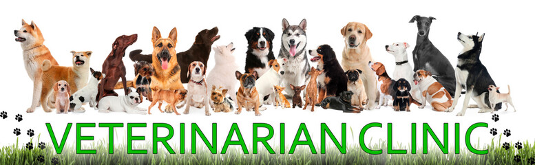 Collage with different dogs and text VETERINARIAN CLINIC on white background. Banner design