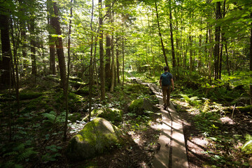 Man with Backpack Walking on Boardwalk in Adirondack Forest Trail During Sunset