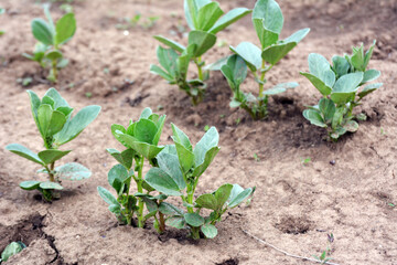 Horse bean (Vicia faba) grows in the soil