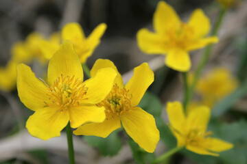 Obraz premium Yellow marsh-marigold