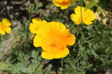 Obraz premium Yellow 