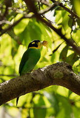 Long-tailed broadbill with a leaf perched on a tree