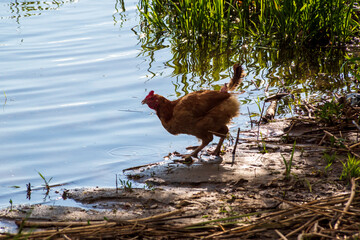 Dolina Górnej Narwi. Rzeka Narew. Natura 2000, Podlasie, Polska © podlaski49