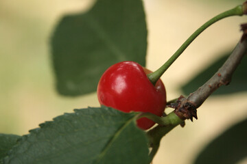 Cherry
