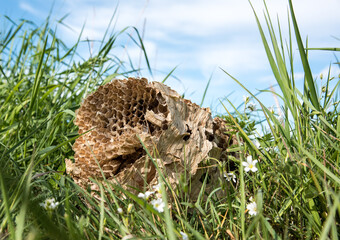 Verlassenes Wespennest auf der Wiese