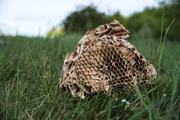Verlassenes Wespennest auf der Wiese