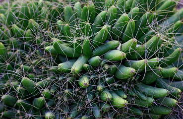 Cactus succulent plant pattern background. Macro succulent in pot. Close up of cactus succulent for flower shop as green texture background. Arrangement with aloe cactus scandinavian landscape design