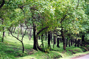 trees in the park