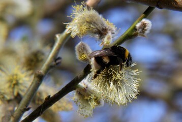 pollinator bombus trzmiel zapylacz