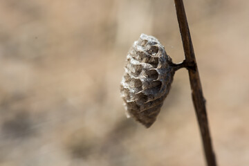 Verlassenes Wespennest auf der Wiese