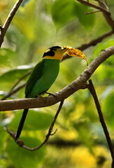 Long-tailed broadbill with a leaf