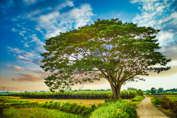 Fototapeta na wymiar A chinese parasol tree (firmiana simplex) grow lonely in the fields near Do Do village, Quang Dien district, Hue, Vietnam