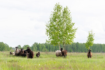 Lambs and sheep green grass