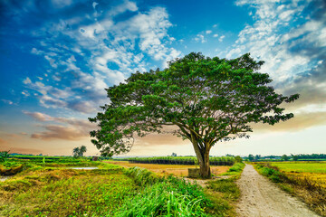 A chinese parasol tree (firmiana simplex) grow lonely in the fields near Do Do village, Quang Dien district, Hue, Vietnam