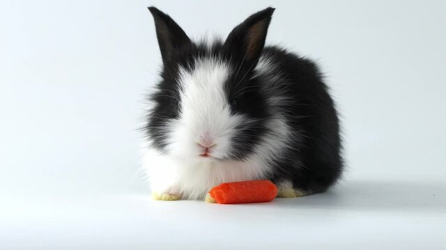 Baby lovely adorable black rabbit eating baby carrot on white background. Pet with fluffy hair for Easter.
