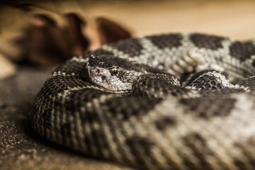 Obraz premium Close up of a Northern Pacific Rattlesnake