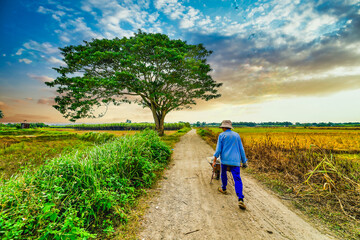 A chinese parasol tree (firmiana simplex) grow lonely in the fields near Do Do village, Quang Dien district, Hue, Vietnam © CravenA