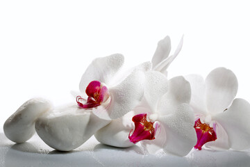 Fototapeta na wymiar beauty in detail, white orchid