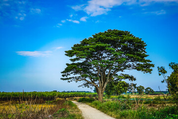 A chinese parasol tree (firmiana simplex) grow lonely in the fields near Do Do village, Quang Dien...