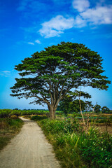 A chinese parasol tree (firmiana simplex) grow lonely in the fields near Do Do village, Quang Dien...