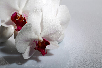beauty in detail, white orchid