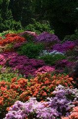 Rhododendron - ogromna zachwycająca kompozycja rozkwitniętych różaneczników, aroboretum Wojsławice - obrazy, fototapety, plakaty