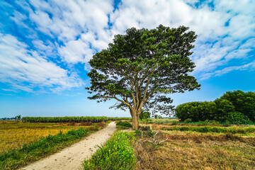 A chinese parasol tree (firmiana simplex) grow lonely in the fields near Do Do village, Quang Dien district, Hue, Vietnam © CravenA