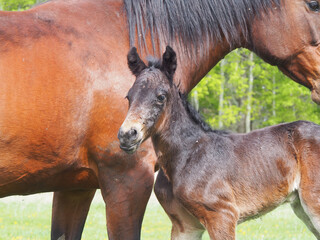 foal or baby horse closeup, equestrian or farming