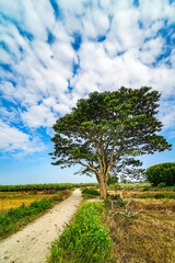 A chinese parasol tree (firmiana simplex) grow lonely in the fields near Do Do village, Quang Dien district, Hue, Vietnam © CravenA