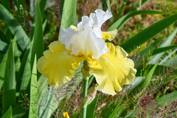 Fototapeta premium White and yellow Iris on a sunny spring day 