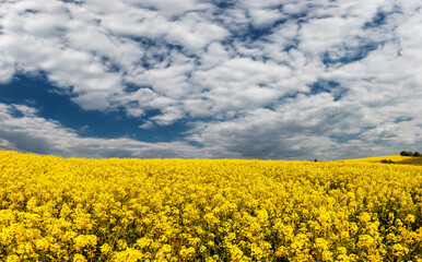 Fields with rapeseed on a sunny day. Rapeseed cultivation.