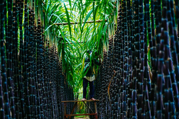 fresh and green sugarcane field view near Do Do village, Quang Dien district, Hue, Vietnam © CravenA