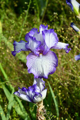 White and Purple Bearded Iris on a bright sunny day