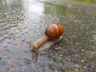 Snails on the road in rainy weather