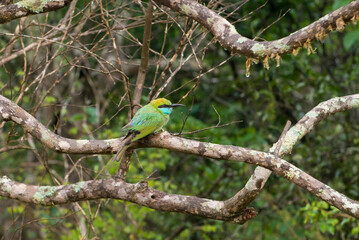 Little Green Bee-eater bird sitting on a branch of a tree, Yala National Park, Sri Lanka.