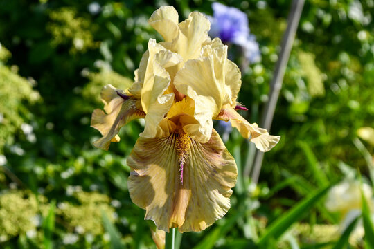 Yellow Bearded Iris Flower close-up in garden