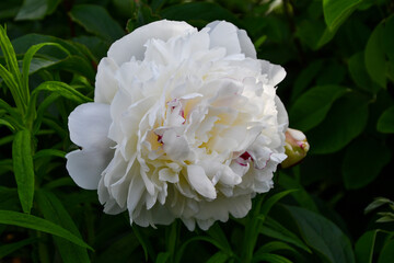 White Peony with dark garden background
