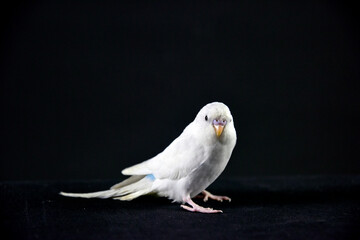 budgerigar bird blue bird color background animal petshop