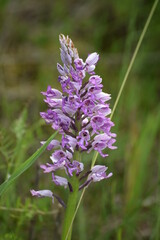spotted Orchid